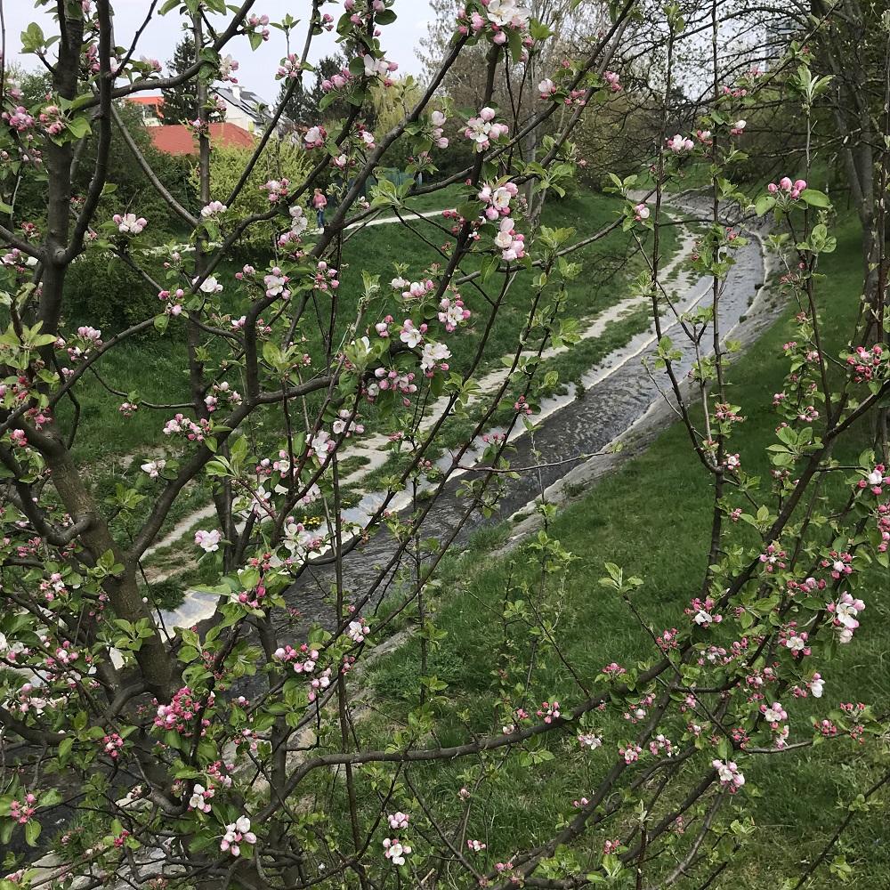 Liesing bei Alterlaa Liesing bei Alterlaa