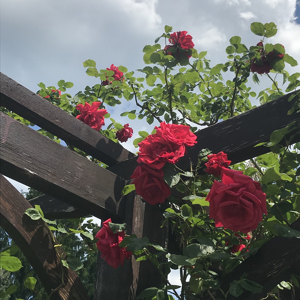 Rosarium Rosarium