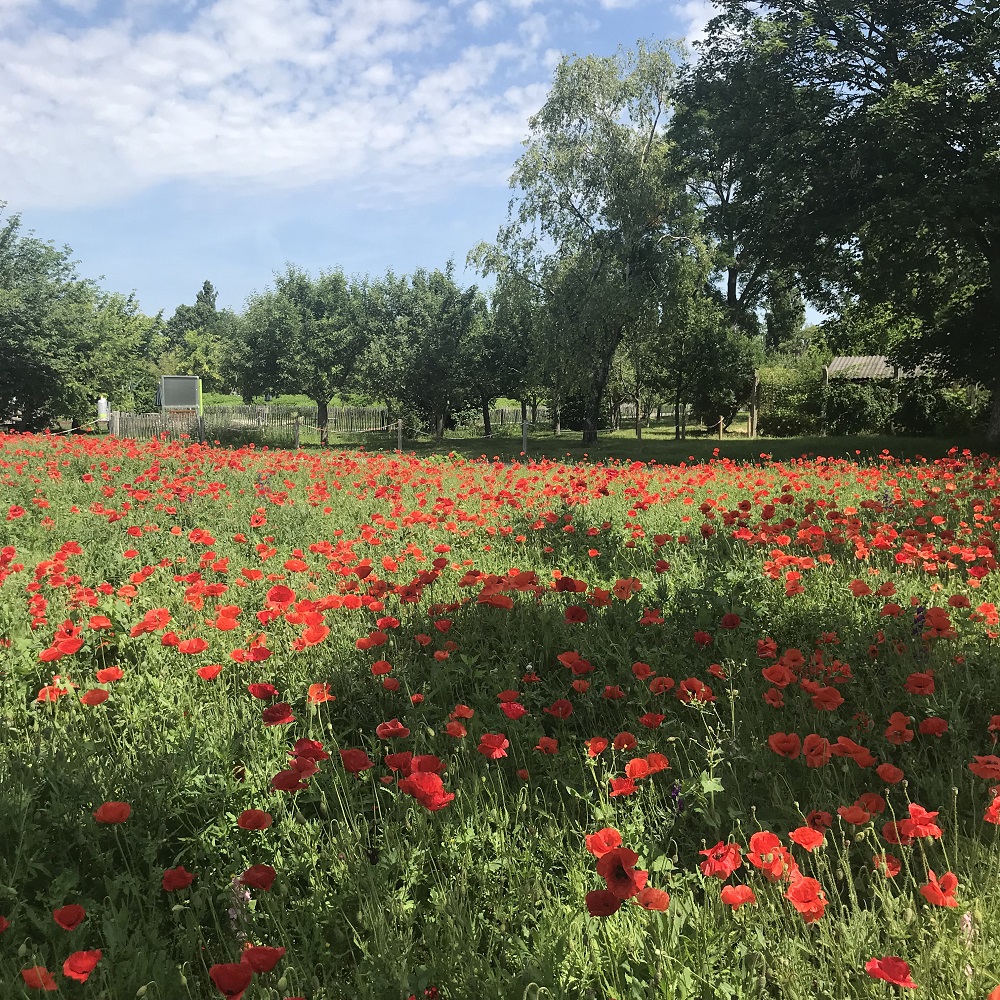 Klatschmohn Klatschmohn