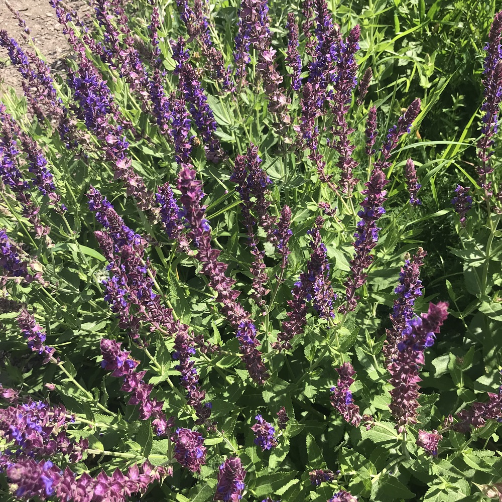 Lavendel Lavendel