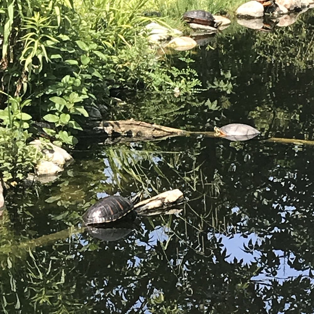 Schildkrötengarten Schildkrötengarten