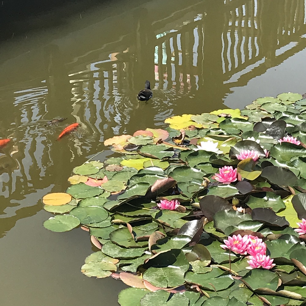 Seerosenteich Seerosenteich