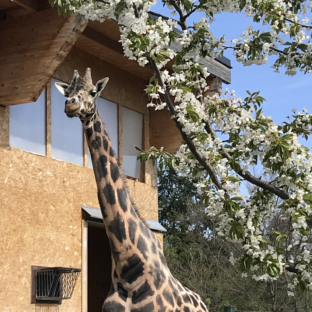 Giraffen Schönbrunn