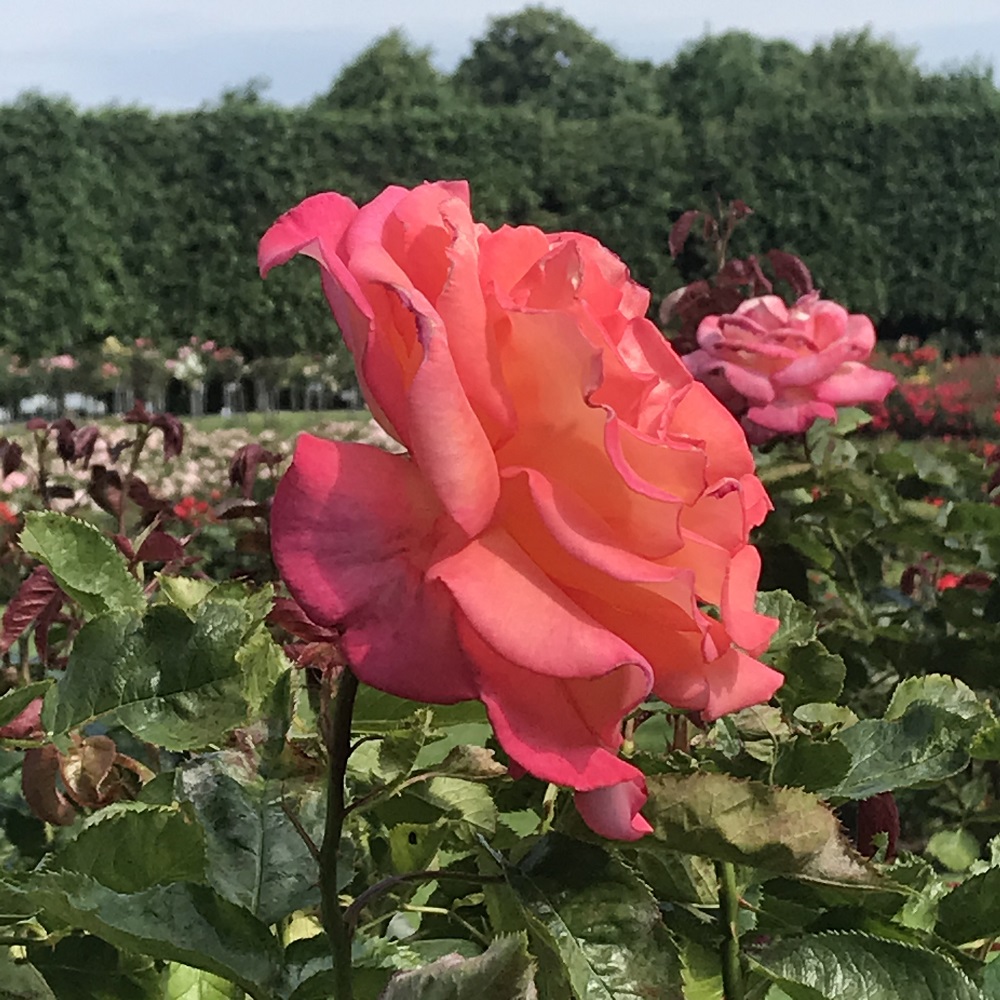 Rosarium Schönbrunn