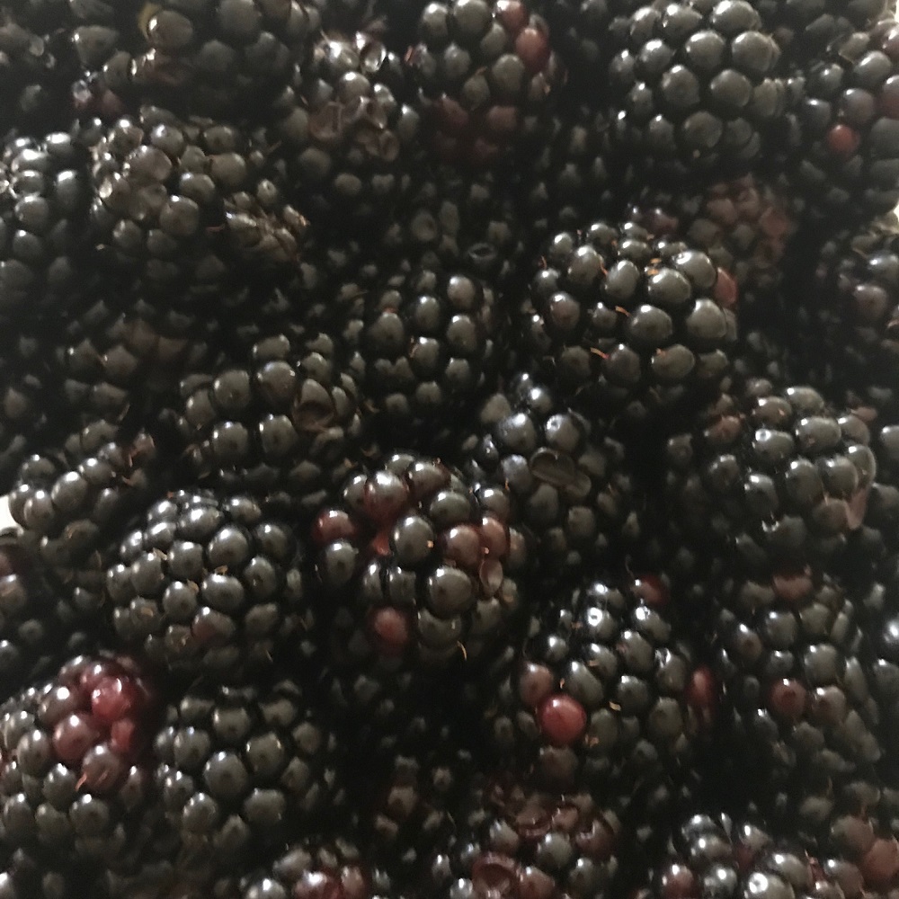 Bio-Brombeeren